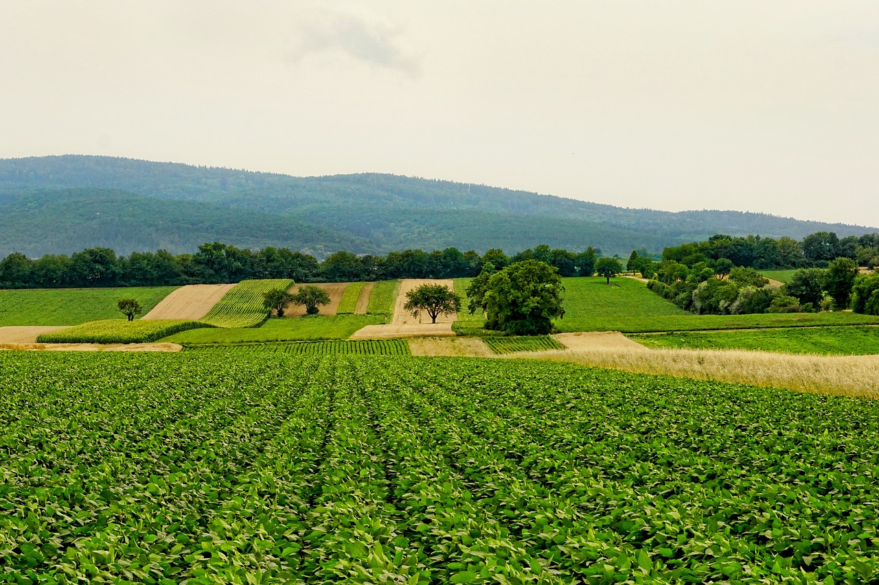 découvrez l'agriculture durable, une approche respectueuse de l'environnement qui combine méthodes traditionnelles et innovations modernes pour préserver les ressources naturelles tout en améliorant la productivité alimentaire. engagez-vous pour une agriculture responsable qui favorise la biodiversité et la santé des écosystèmes.