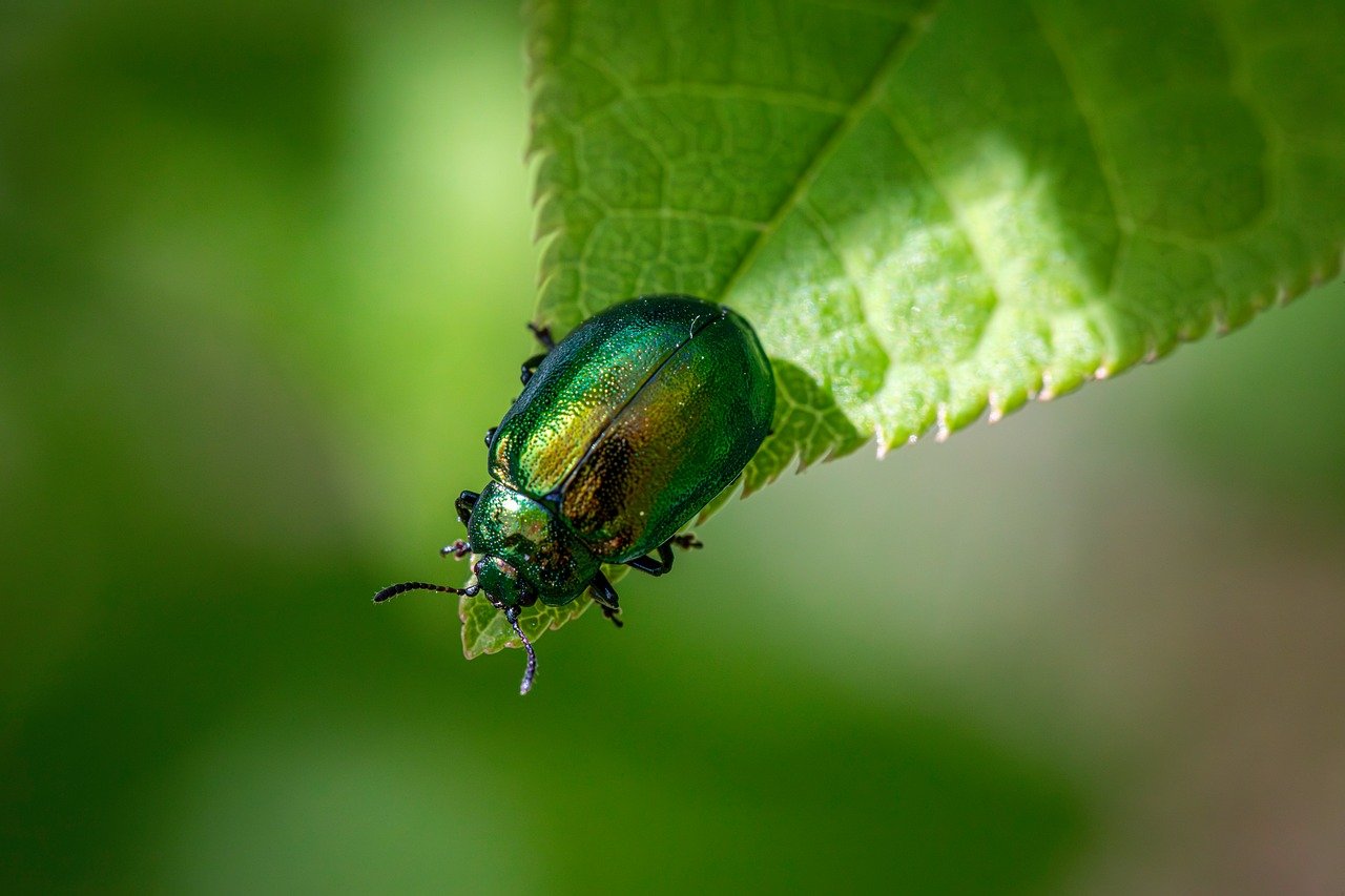 découvrez comment développer une conscience écologique pour protéger notre planète. plongez dans des astuces pratiques et des informations clés pour adopter un mode de vie durable et contribuer à la préservation de l'environnement.