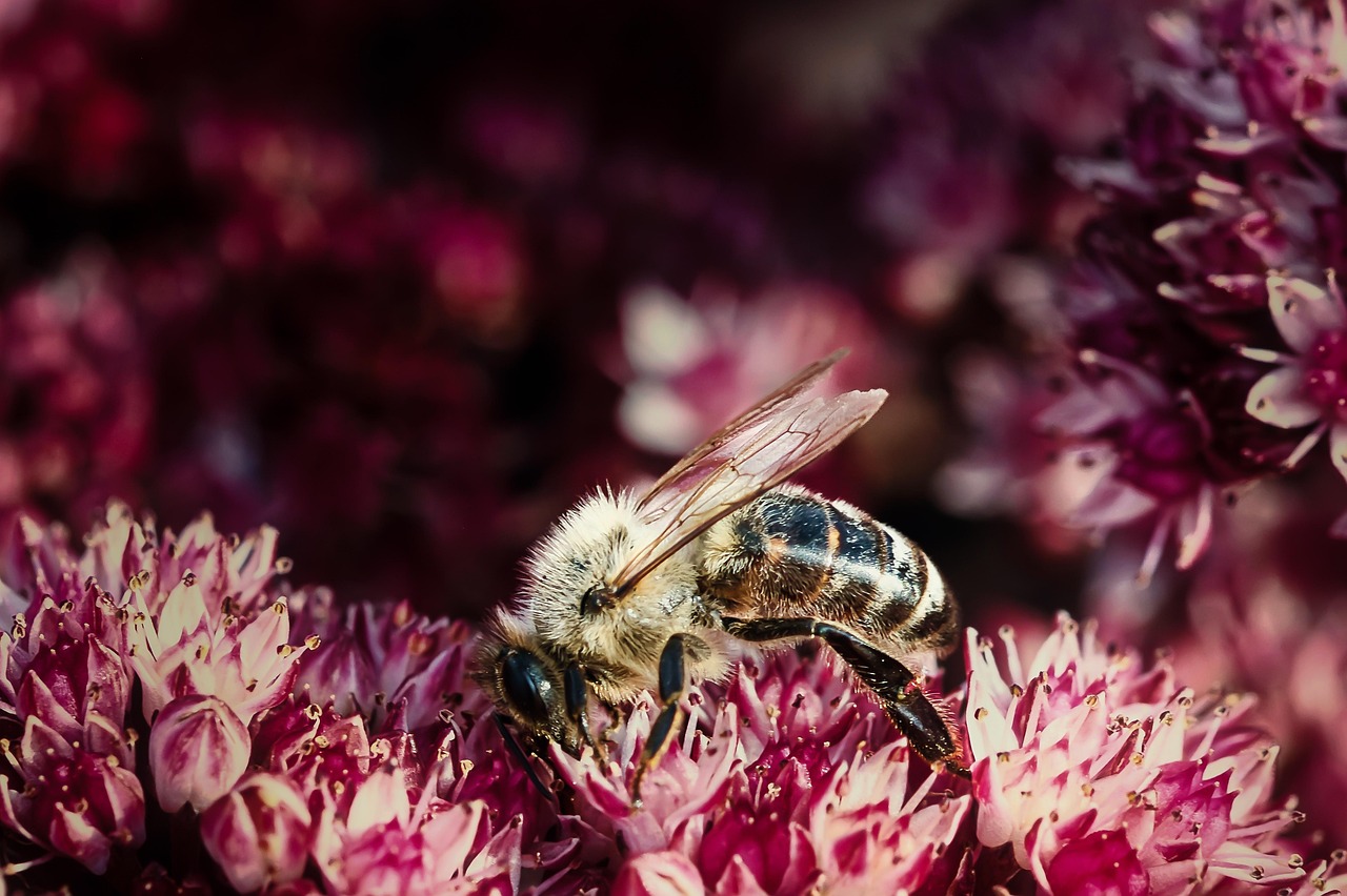 découvrez la biodiversité, cette richesse de la vie sur terre, qui englobe l'ensemble des espèces animales, végétales et microbiennes. explorez son importance pour l'écosystème, la santé humaine et l'équilibre climatique, ainsi que les menaces qui pèsent sur elle.