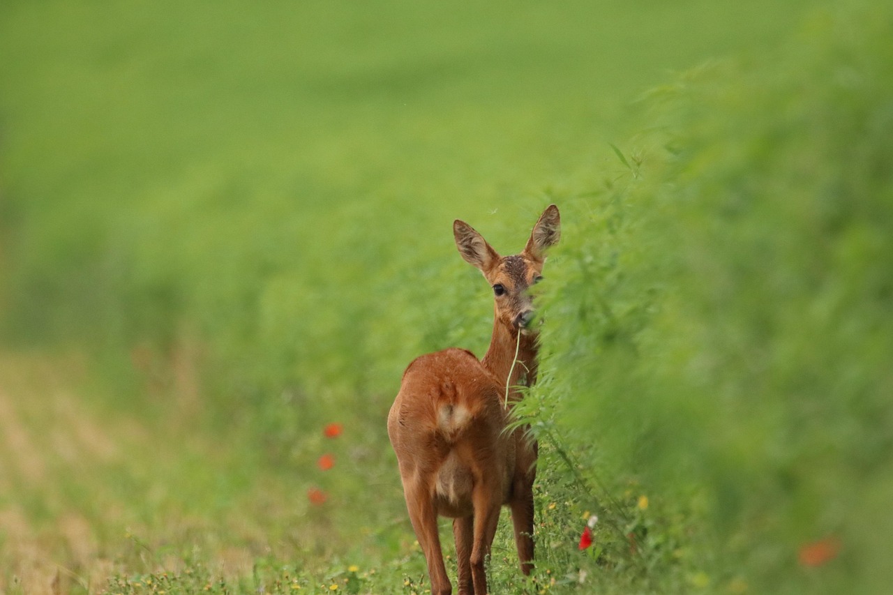 découvrez l'importance de la biodiversité, le tissu de la vie sur notre planète. explorez comment la préservation des écosystèmes contribue à la santé humaine, à l'équilibre des habitats naturels et à la durabilité de notre environnement.
