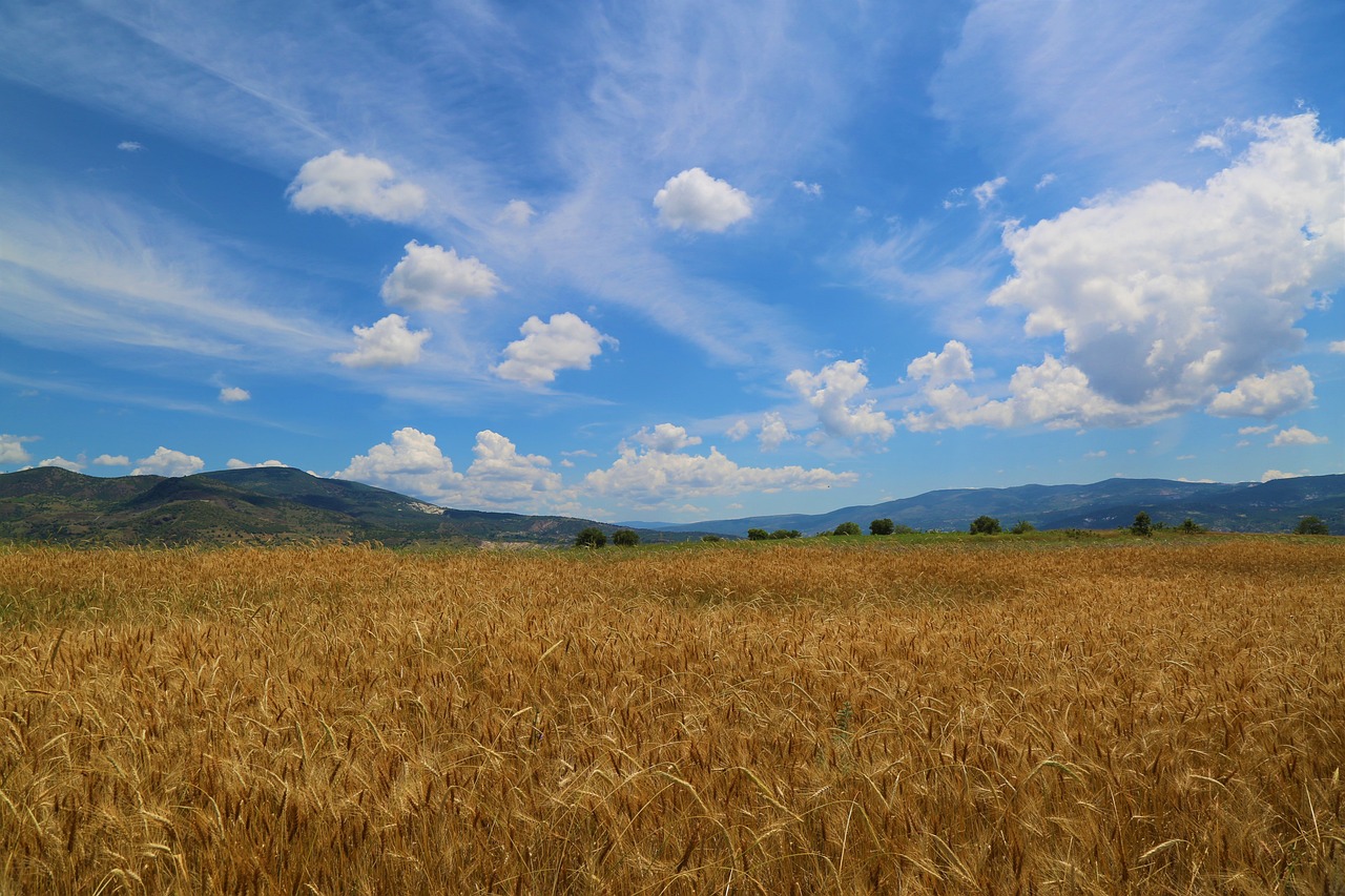 découvrez les enjeux de l'artificialisation des terres, ses impacts sur l'environnement et l'urbanisation, ainsi que des solutions pour préserver nos espaces naturels tout en répondant aux besoins de développement.