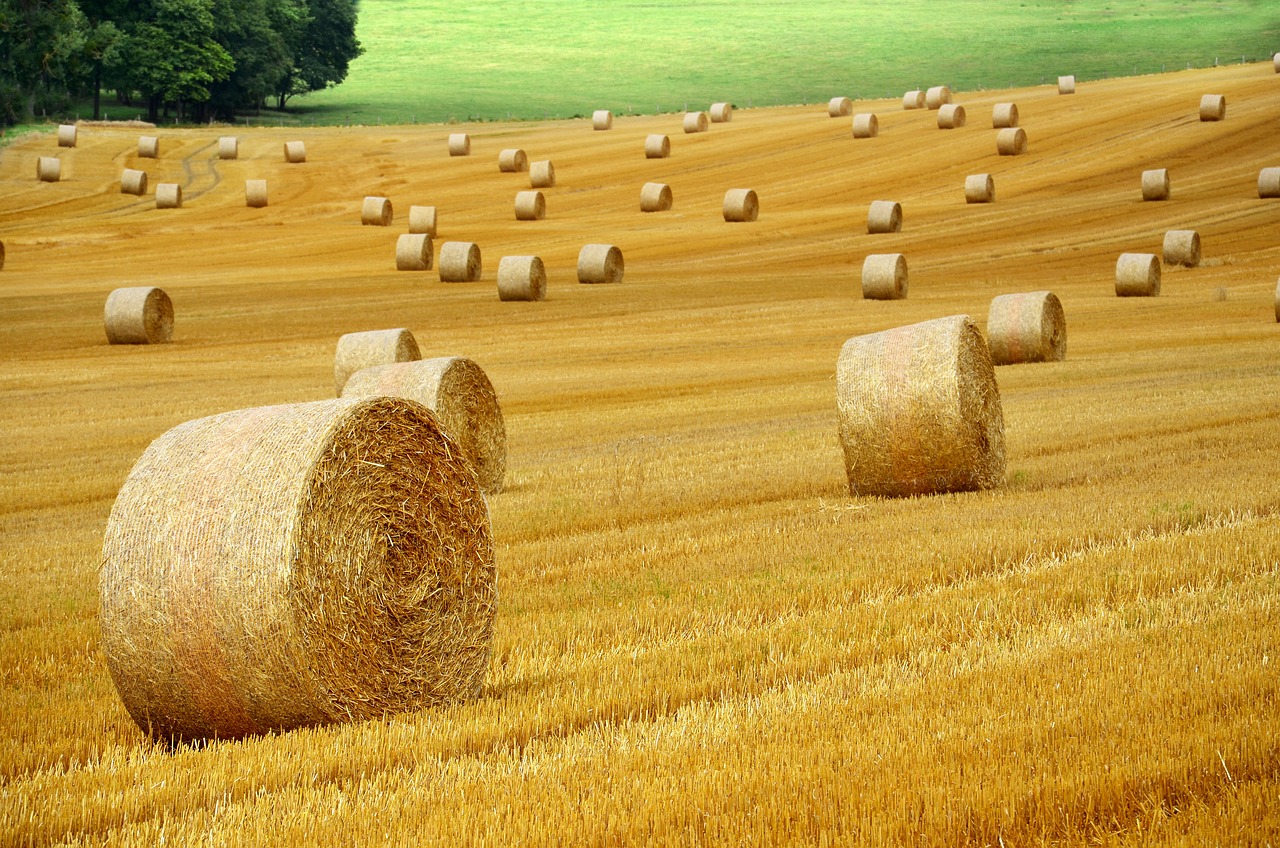 découvrez les pratiques d'agriculture durable qui préservent l'environnement tout en garantissant des récoltes abondantes. explorez des méthodes innovantes et respectueuses de la biodiversité pour un avenir agricole responsable.