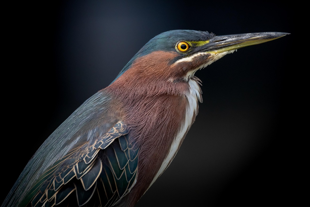 découvrez l'importance des zones humides, écosystèmes riches en biodiversité qui jouent un rôle crucial dans la régulation de l'eau, la protection de l'environnement et le soutien à la faune. explorez leur fonctionnement, leur préservation et leur impact sur notre planète.