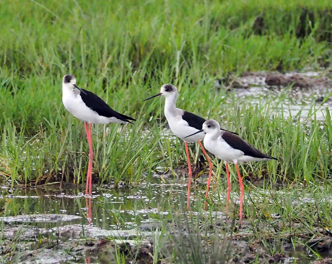 découvrez l'importance des zones humides, véritables écosystèmes riches, qui préservent la biodiversité, régulent l'eau et offrent des refuges pour de nombreuses espèces. plongez dans leur beauté naturelle et leur rôle crucial pour l'environnement.