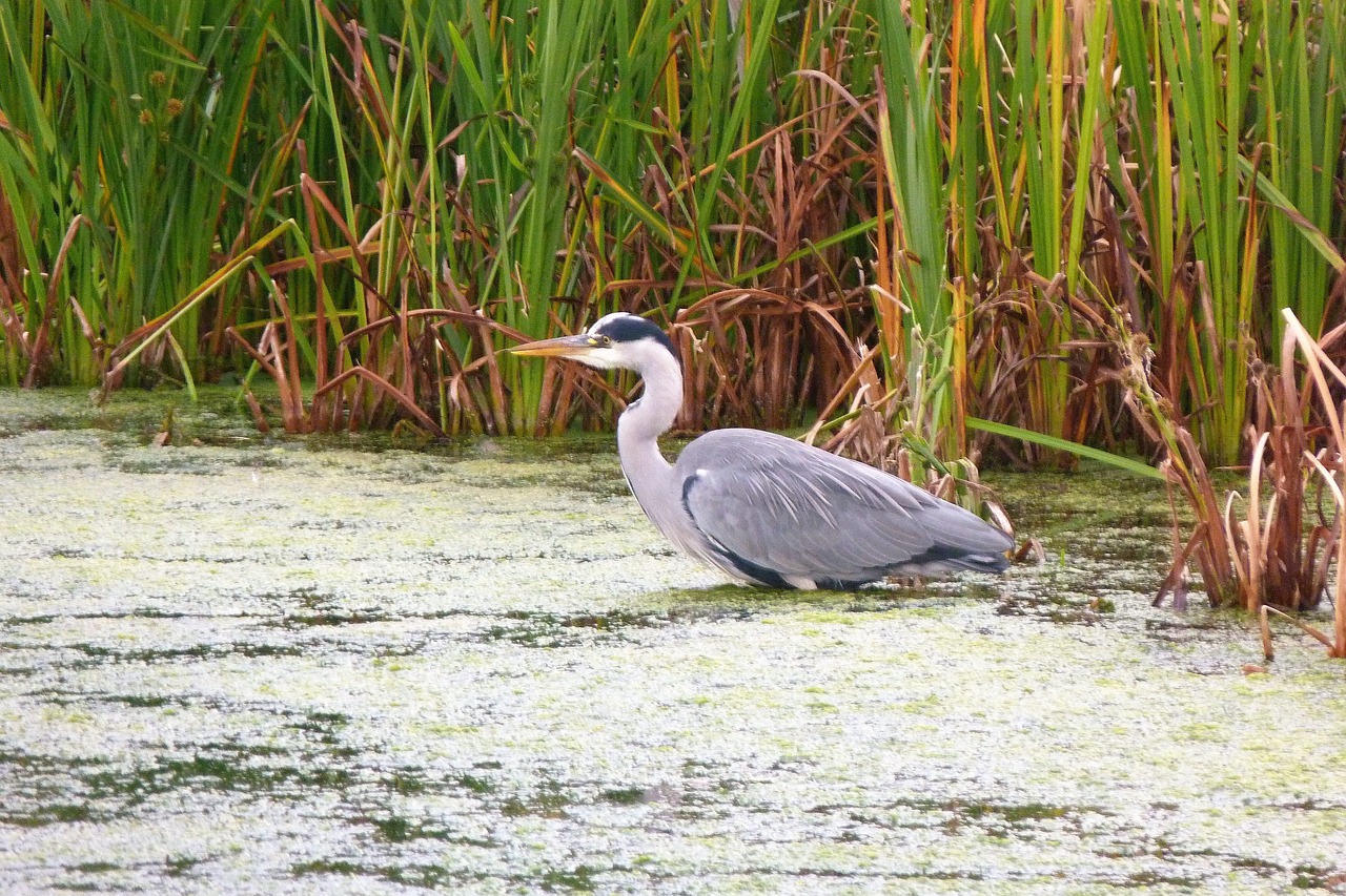 découvrez l'importance des zones humides, des écosystèmes riches en biodiversité qui jouent un rôle crucial dans la régulation de l'eau, la protection des rivières et la lutte contre le changement climatique. plongez dans leur beauté naturelle et leur impact environnemental.